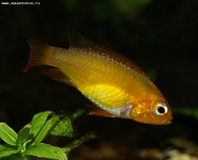 Фото Апистограмма Агассица Apistogramma agassizii  (photo#22547)