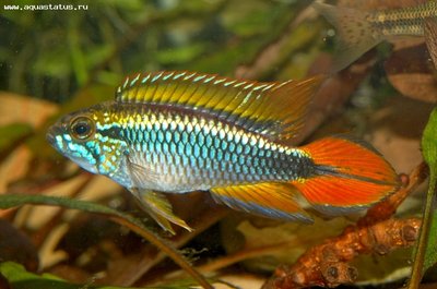 Фото Апистограмма Агассица Apistogramma agassizii  (photo#22550)