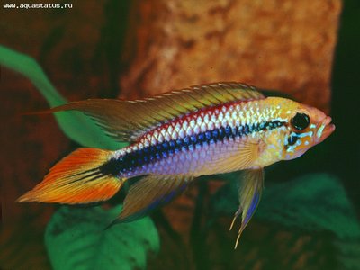 Фото Апистограмма Агассица Apistogramma agassizii  (photo#22552)