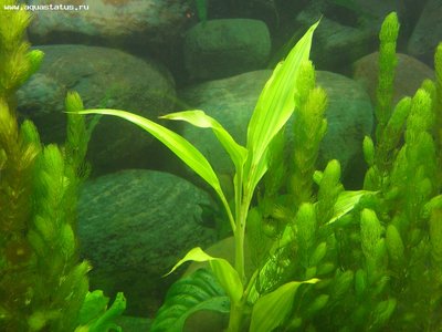 Опознание аквариумных растений - P1010592.JPG