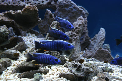 Фото Сцеанохромис Фраери Sciaenochromis fryeri  (photo#22667)