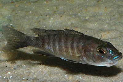 Фото Сцеанохромис Фраери Sciaenochromis fryeri  (photo#22671)