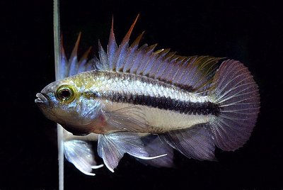 Фото Апистограмма Трифасциата Apistogramma trifasciata  (photo#22699)