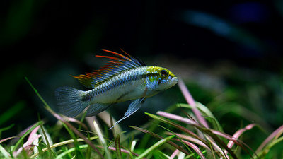 Фото Апистограмма Трифасциата Apistogramma trifasciata  (photo#22700)