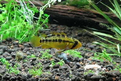 Фото Апистограмма Трифасциата Apistogramma trifasciata  (photo#22702)