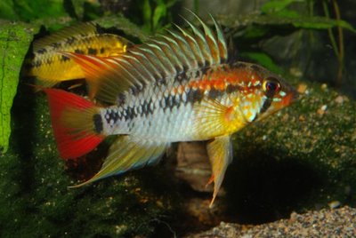 Фото Апистограмма Макмастера Apistogramma macmasteri  (photo#22704)