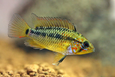 Фото Апистограмма Макмастера Apistogramma macmasteri  (photo#22705)