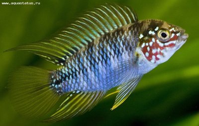 Фото Апистограмма Борелли Apistogramma borellii  (photo#22713)