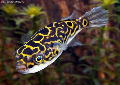 Фото Тетраодон биоцеллатус, Тетраодон восьмерка Tetraodon biocellatus  (photo#22752)