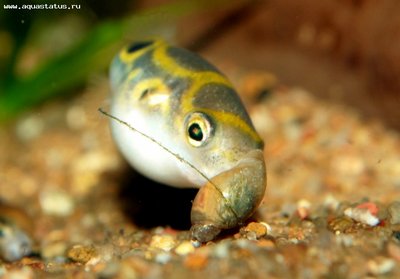 Фото Тетраодон биоцеллатус, Тетраодон восьмерка Tetraodon biocellatus  (photo#22753)