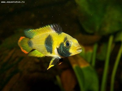 Апистограмма панда Нийссена (Apistogramma nijsseni)