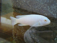 Фото Псевдотрофеус соколофи альбино Pseudotropheus socolofi albino  (photo#22829)