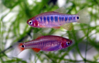 Фото Данио эритромикон Danio erythromicron  (photo#22837)