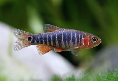 Фото Данио эритромикон Danio erythromicron  (photo#22839)