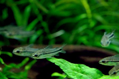 Фото Коридорас-пигмей Corydoras pygmaeus  (photo#22847)