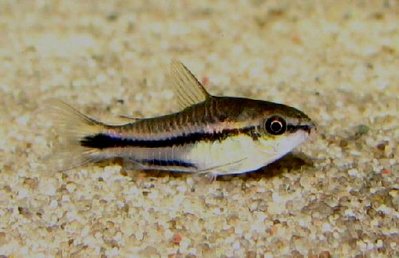 Фото Коридорас-пигмей Corydoras pygmaeus  (photo#22848)