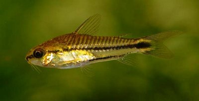 Фото Коридорас-пигмей Corydoras pygmaeus  (photo#22849)