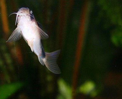 Фото Коридорас панда, сомик панда Corydoras panda  (photo#22852)