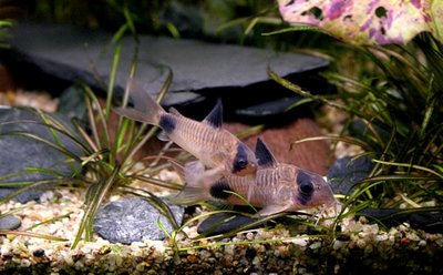 Фото Коридорас панда, сомик панда Corydoras panda  (photo#22853)