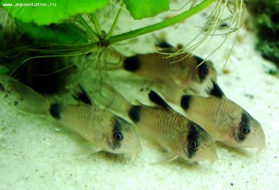 Фото Коридорас панда, сомик панда Corydoras panda  (photo#22854)