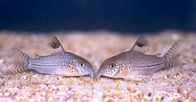 Коридорас Джули (Corydoras trilineatus Julii)