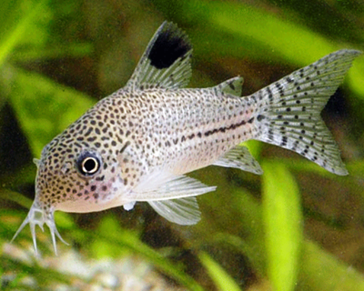 Коридорас Джули (Corydoras trilineatus Julii)