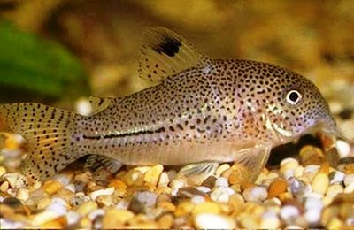 Коридорас Джули (Corydoras trilineatus Julii)