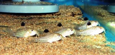 Коридорас Джули (Corydoras trilineatus Julii)