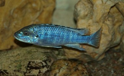 Меланохромис джоанджонсонае (Melanochromis joanjohnsonae)