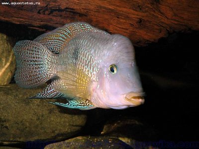 Фото Геофагус бразильский Geophagus brasiliensis  (photo#22873)