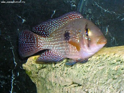 Фото Геофагус бразильский Geophagus brasiliensis  (photo#22874)