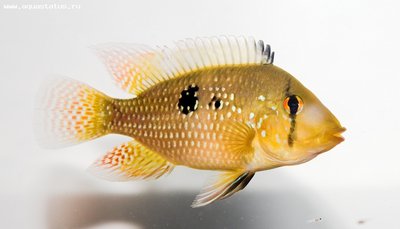 Фото Геофагус бразильский Geophagus brasiliensis  (photo#22875)