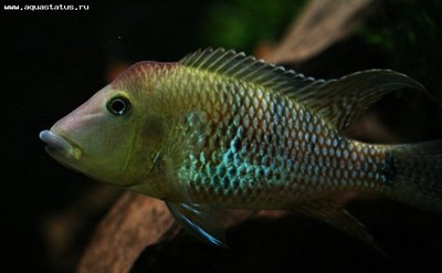 Фото Геофагус Штайндахнера Geophagus steindachneri  (photo#22885)