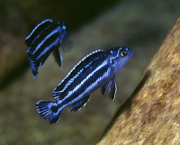 Фото Меланохромис маингано Melanochromis cyaneorhabdos  (photo#22886)