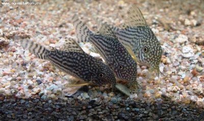 Фото Коридорас Штербы Corydoras sterbai  (photo#22921)