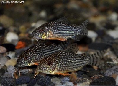 Фото Коридорас Штербы Corydoras sterbai  (photo#22922)