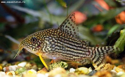 Фото Коридорас Штербы Corydoras sterbai  (photo#22923)