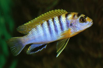 Фото Лабидохромис Хонги Labidochromis spec. Hongi  (photo#22980)