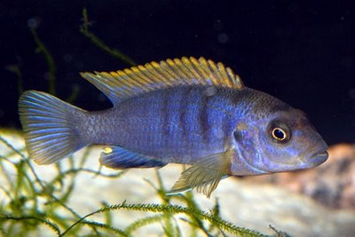 Фото Лабидохромис Хонги Labidochromis spec. Hongi  (photo#22981)