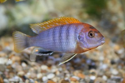 Фото Лабидохромис Хонги Labidochromis spec. Hongi  (photo#22983)