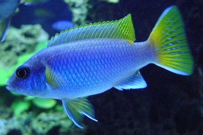 Фото Псевдотрофеус ацей Итунги Pseudotropheus spec. acei Itungi  (photo#22996)