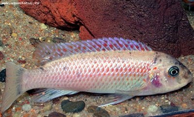 Фото Лабеотрофеус тревавас Чилумба Labeotropheus trewavasae Chilumba  (photo#23015)