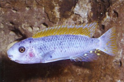 Фото Лабеотрофеус тревавас Чилумба Labeotropheus trewavasae Chilumba  (photo#23016)