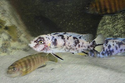 Фото Лабеотрофеус тревавас Чилумба Labeotropheus trewavasae Chilumba  (photo#23021)