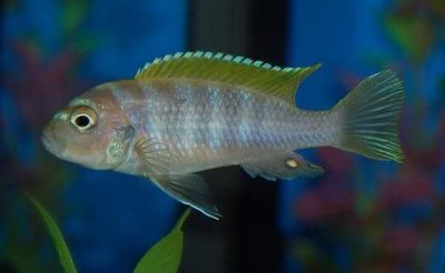 Фото Цинотиляпия Яло Риф Cynotilapia afra Jalo Reef  (photo#23037)