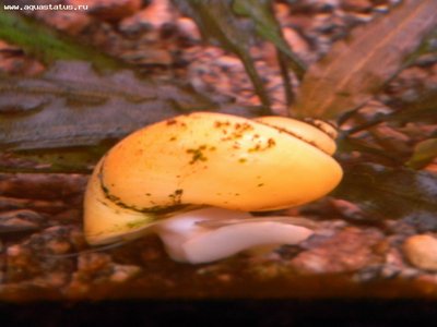 Определение водорослей в аквариуме