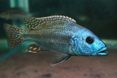 Фото Нимбохромис венустус Nimbochromis venustus  (photo#23078)