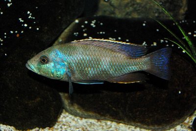 Фото Нимбохромис венустус Nimbochromis venustus  (photo#23082)