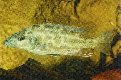 Фото Нимбохромис венустус Nimbochromis venustus  (photo#23086)