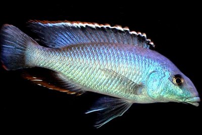 Фото Нимбохромис венустус Nimbochromis venustus  (photo#23087)